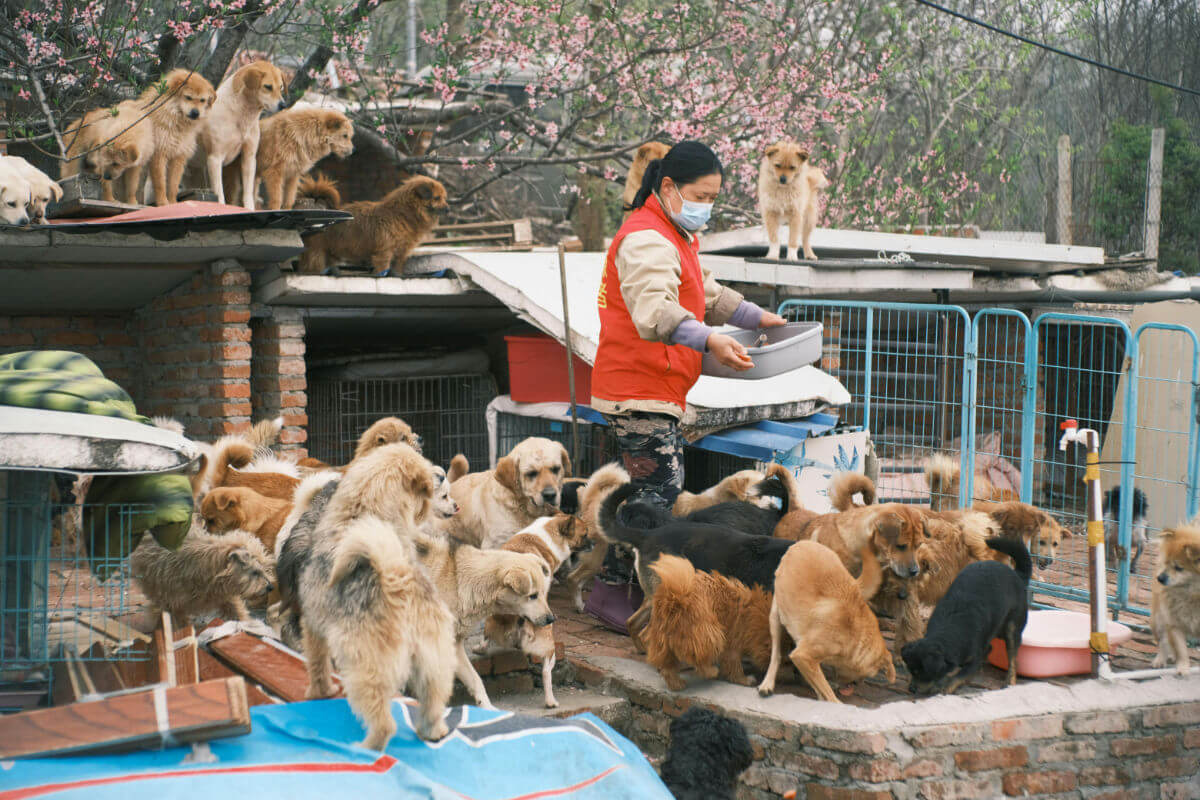 Volunteer feeding rescued dogs at animal shelter showing compassionate care and community service